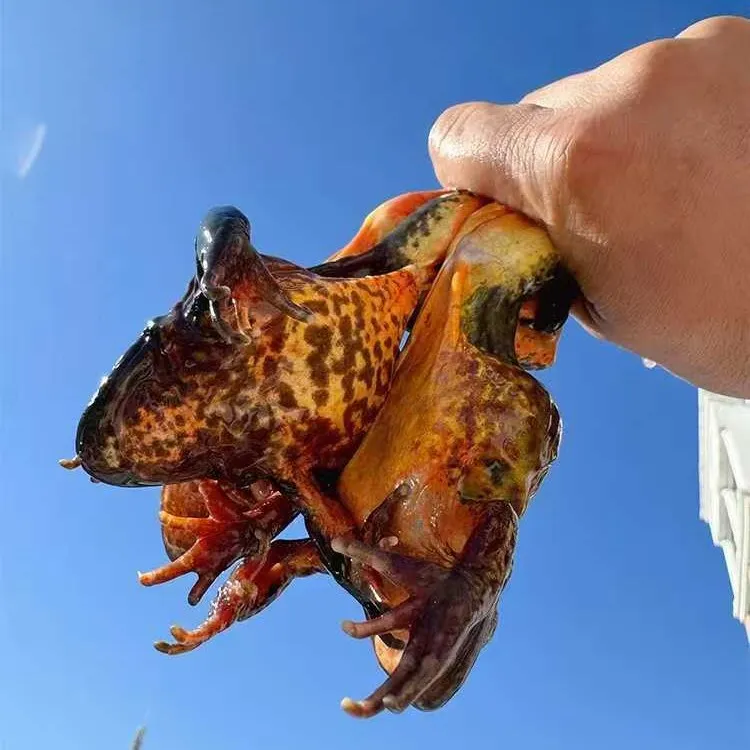 东北特产 母河鲜 有籽有油鲜活顺丰包邮