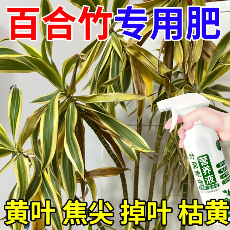 百合竹专用营养液叶子发黄肥料金边柳叶干尖掉叶促长新叶绿叶盆载