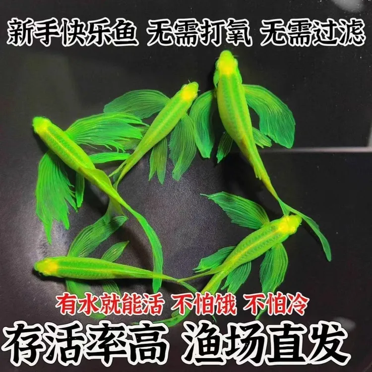 【长尾蝶翼斑马】长尾冷水淡水热带鱼蓝莓龙凤观赏鱼好养活免打氧