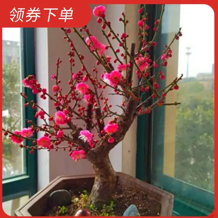 精品花耐寒带芽今年开花苗浓香梅花盆地栽树苗室内外腊梅绿植花卉