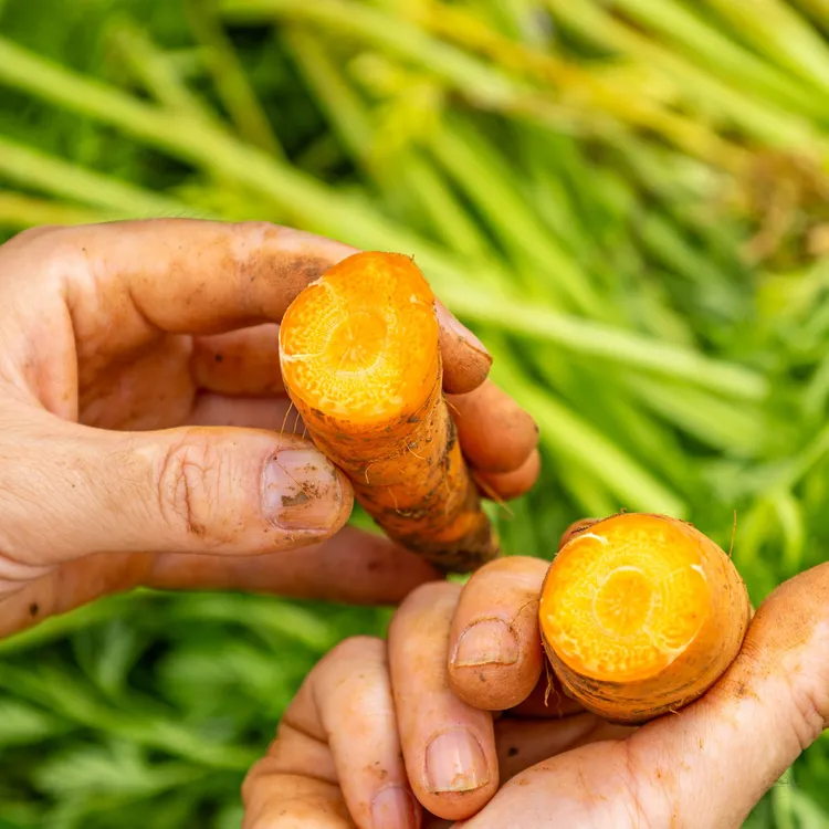 三秋田高原农场有机胡萝3斤装   脆甜可口 现挖现发