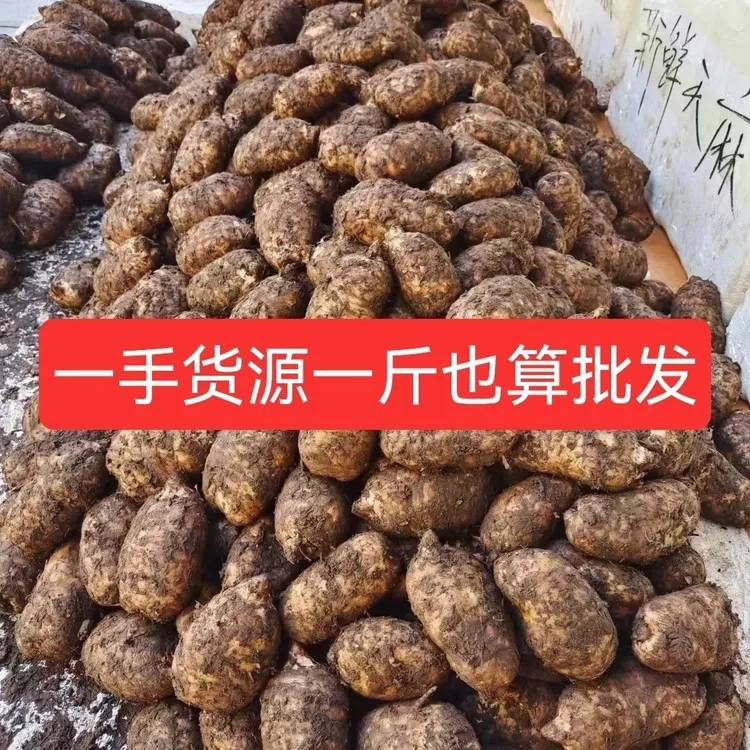 新鲜天麻现挖现发可炖鸡煲汤泡酒一等品云南昭通