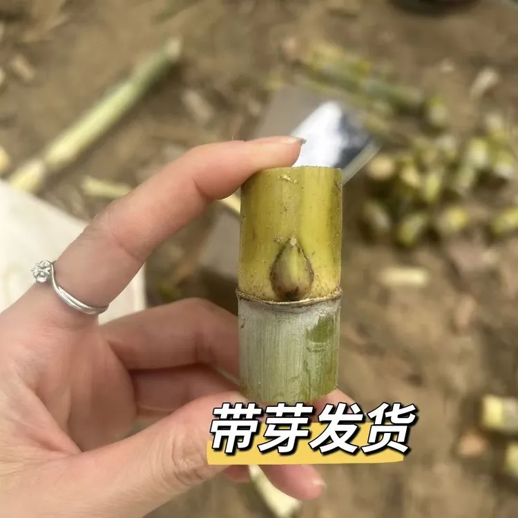四季可种植广西甘蔗种子黄金黄皮甘蔗种苗水果甘蔗苗南北方皆可种