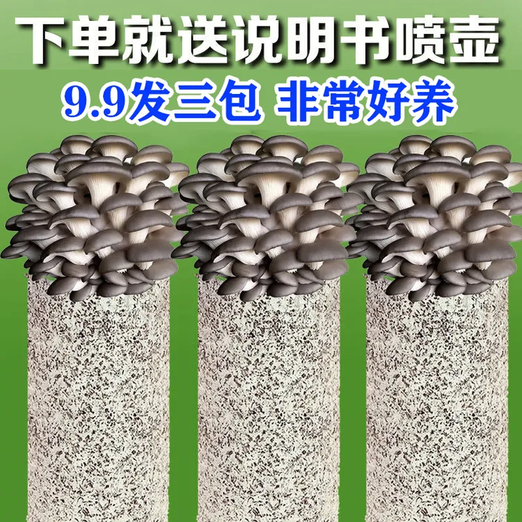 【菌菇包买1发3】蘑菇菌包好养喷水就长食用菌菌棒平菇种植包菌种包