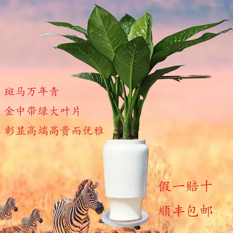 老桩斑马万年青龟背竹盆栽室内好养净化空气绿植今天点缀家居环境