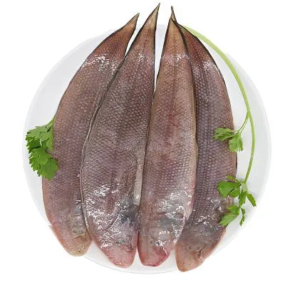 近海  野生 舌头鱼 青岛发货