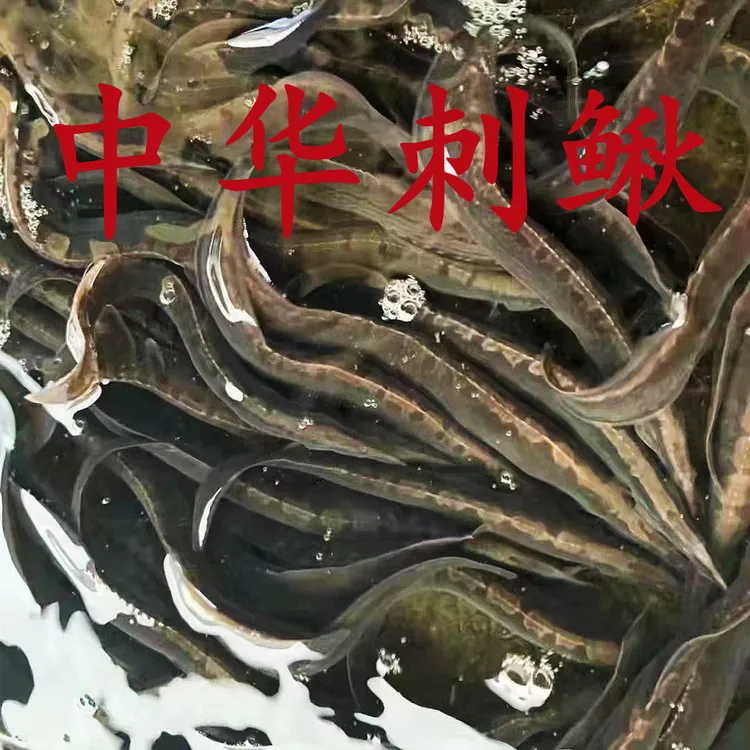 大刺鳅刀鳅腊锥猪麻锯活体原生观赏鱼广温淡水鱼凶猛肉食鱼