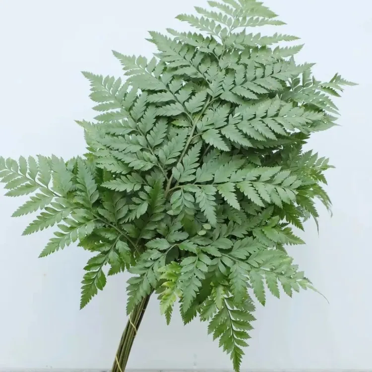 新鲜高山羊齿叶 芒叶 杨子叶草蕨西餐摆盘装饰花草烘焙装饰叶子