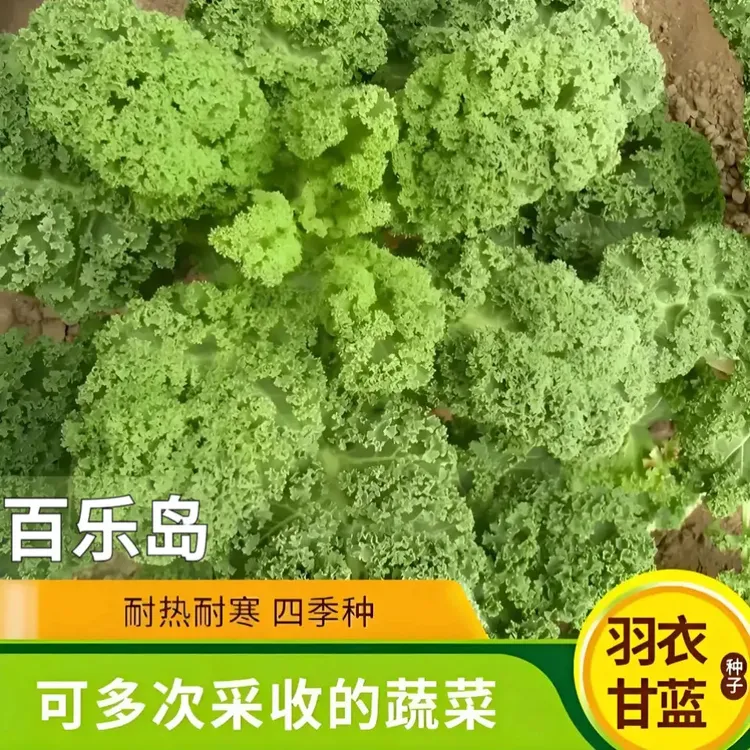 【羽衣甘蓝种子】家庭阳台小院四季种植盆栽地栽易种易活