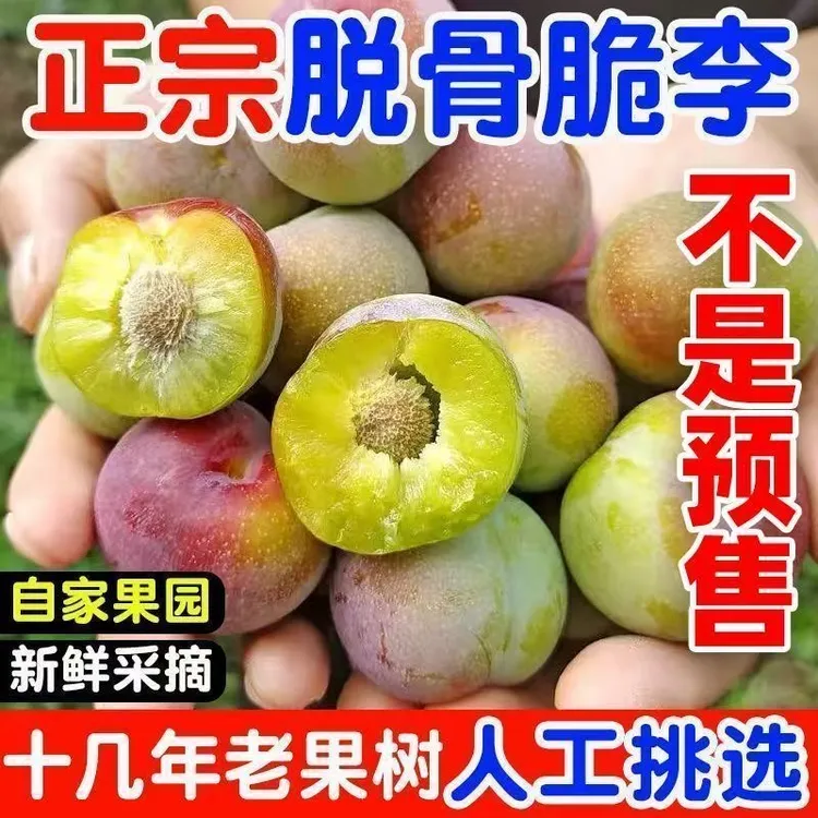 四川正宗脱骨半边红茵红李新鲜现摘脆甜多汁当季水果包邮
