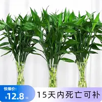 【基地精选】富贵竹水培植物中竹水养绿植