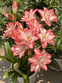 朱顶红1颗【花孔雀】自然球 重瓣大花
