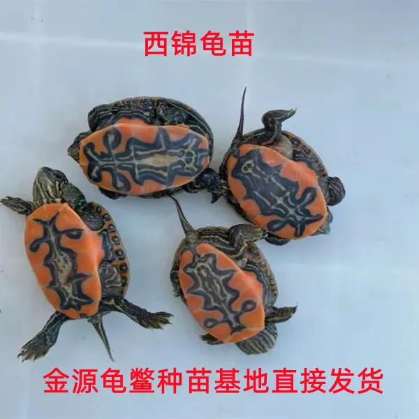 2025西锦龟苗（免费配送龟粮和养殖技术手册）