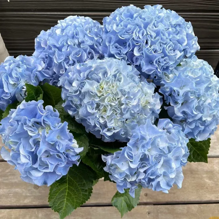 浮浪 蓝波 莉莉洛 角宿一 绣球花花