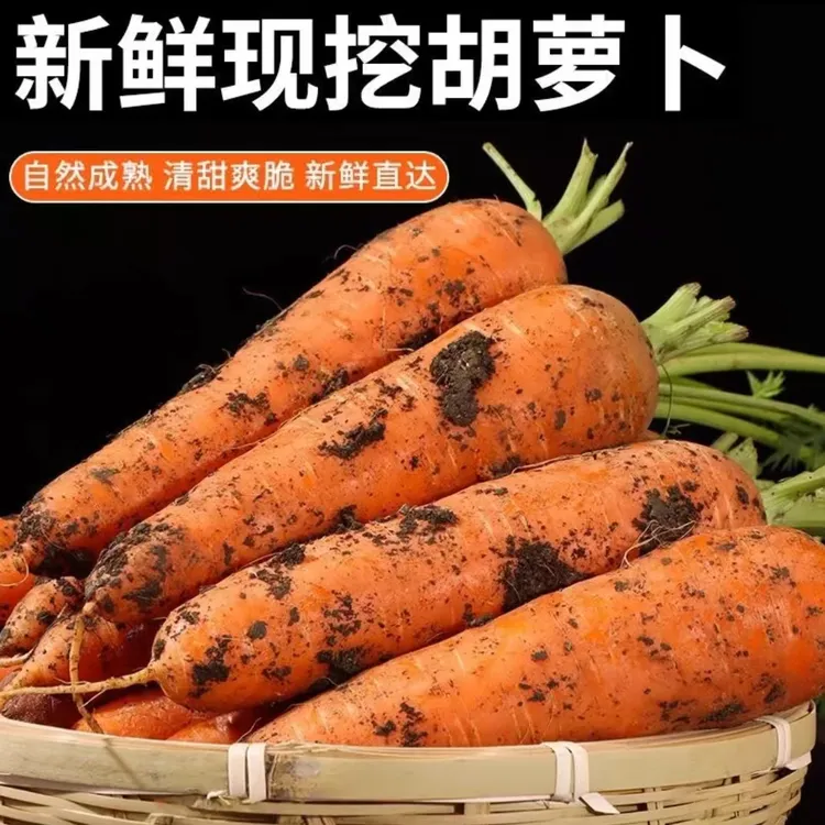 [山东应季蔬菜]新鲜带泥胡萝卜自种现挖现发精选3斤5斤装