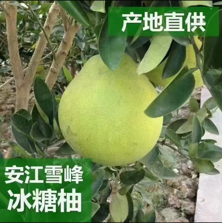 安江小苦柚中大果产地直销（单果400-600g)