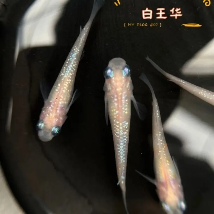 包损观背青鳉观赏鱼小型冷水广温鱼0-40度适合新手无需打氧气