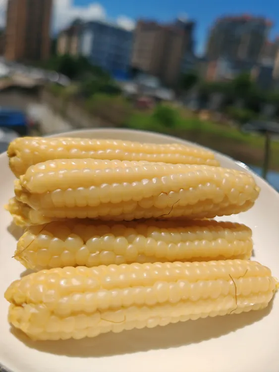 西双版纳傣家拇指小玉米