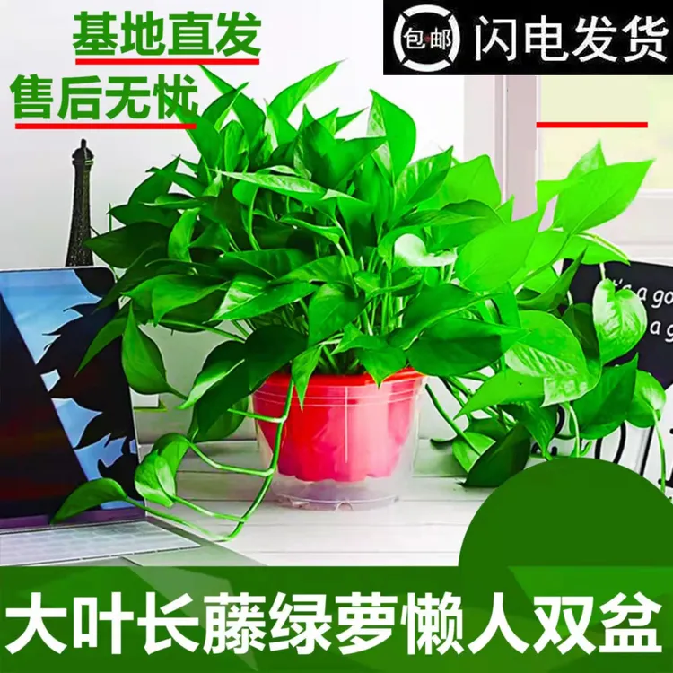 绿萝吊兰盆栽室内家用绿植水培特大号长藤垂吊绿萝盆栽