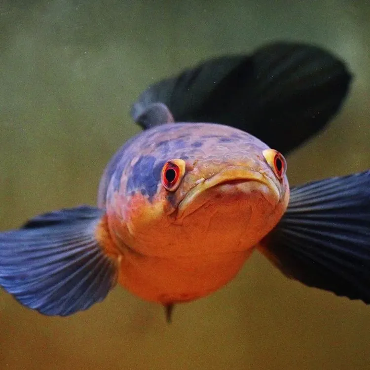 猛鱼系列，苗子链接