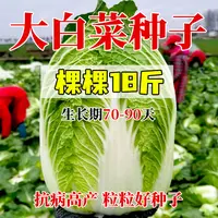 颗颗十八斤大白菜种子高产包心白菜耐寒抗病家庭秋冬播种蔬菜种子