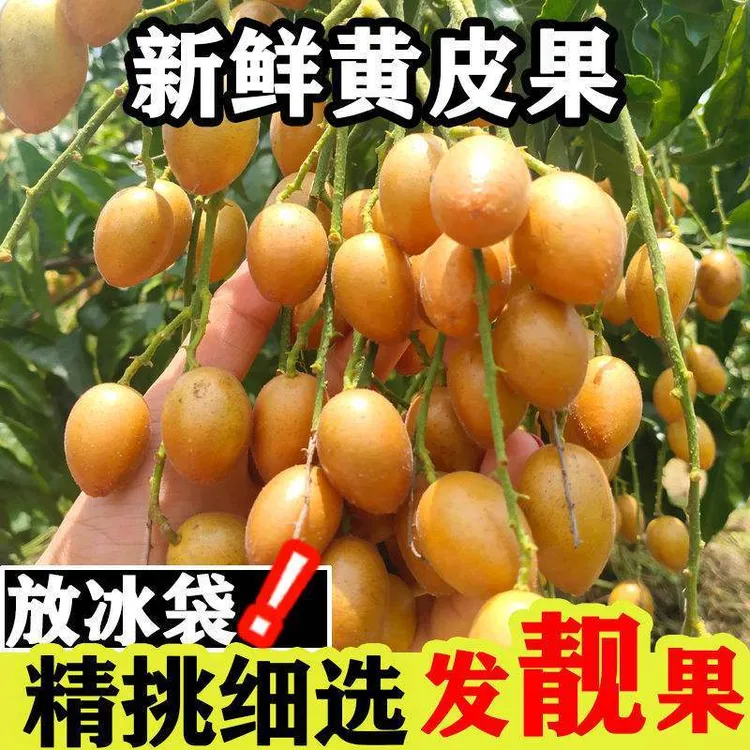 正宗广西新鲜黑金刚鸡心黄皮果冰糖心黄皮果当季酸甜多汁水果包邮