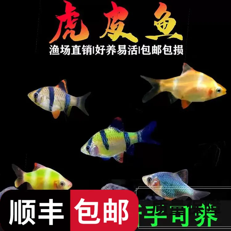 虎皮鱼好养活体观赏鱼淡水鱼易养热带鱼绿虎皮鱼