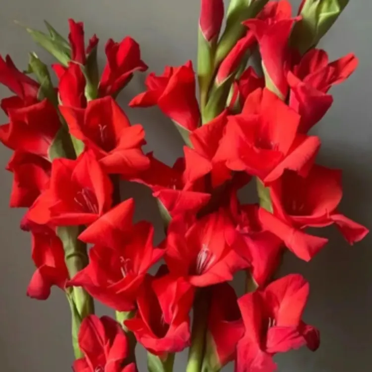 唐菖蒲剑兰种球耐热地栽盆栽切花漂亮好看