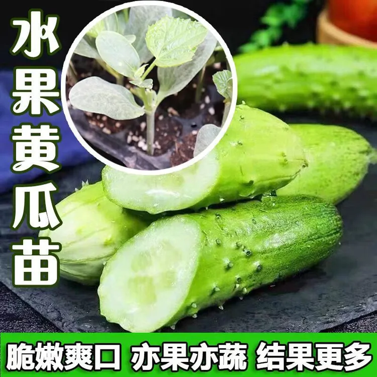 爬满地水果黄瓜苗子节节瓜小旱黄瓜苗水果黄瓜秧苗盆栽地栽
