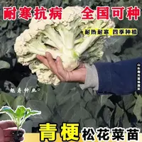 菜花苗花菜苗西蓝花苗包菜苗西兰花苗西蓝花苗水果甘蓝苗蔬菜秧苗