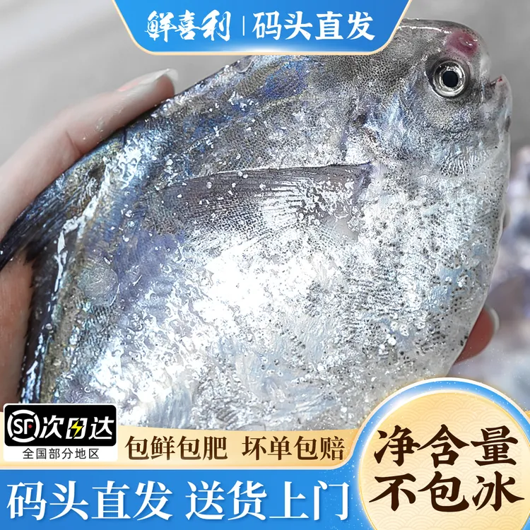 【自家渔船捕捞】舟山大银鲳鱼新鲜冷冻海鲜水产昌扁鱼平鱼镜鱼细嫩