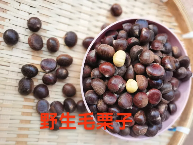 新鲜现摘高山野生毛栗子颗颗饱满粉糯香甜可口当季生栗子
