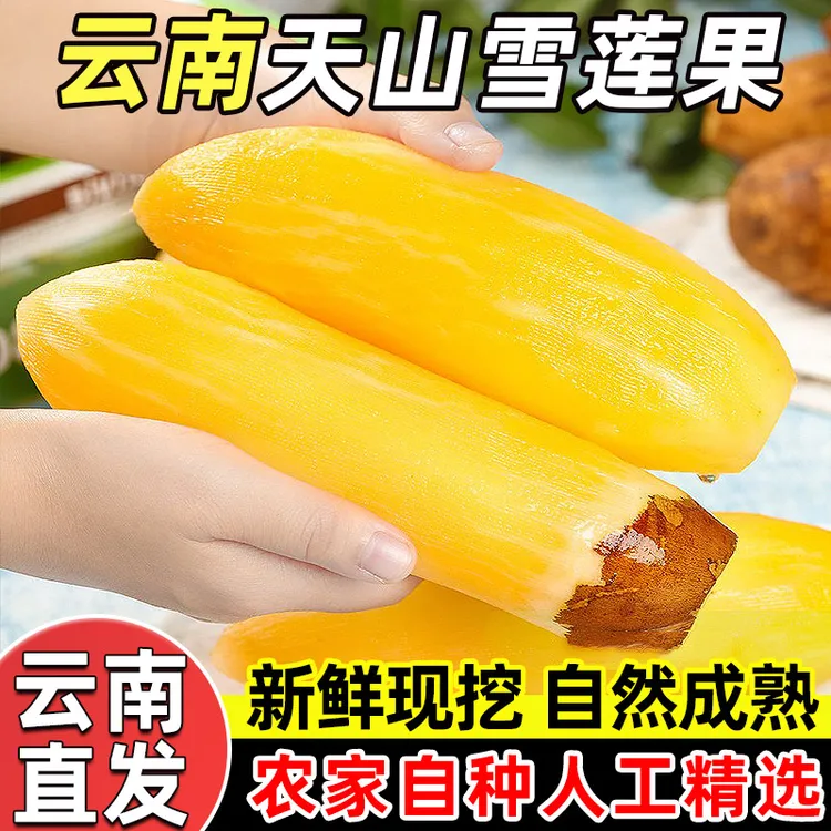 云南特产天山雪莲果 低糖新鲜应季孕妇水果脆甜多汁 黄心产地直发