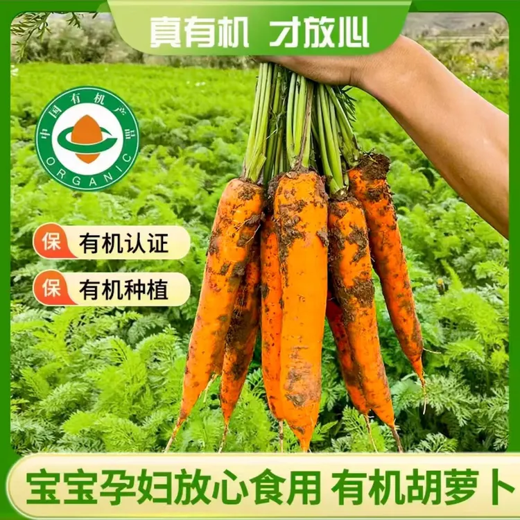 【顺丰包邮】内蒙古后窑子有机胡萝卜无农残新鲜带泥3斤/5斤/10斤装