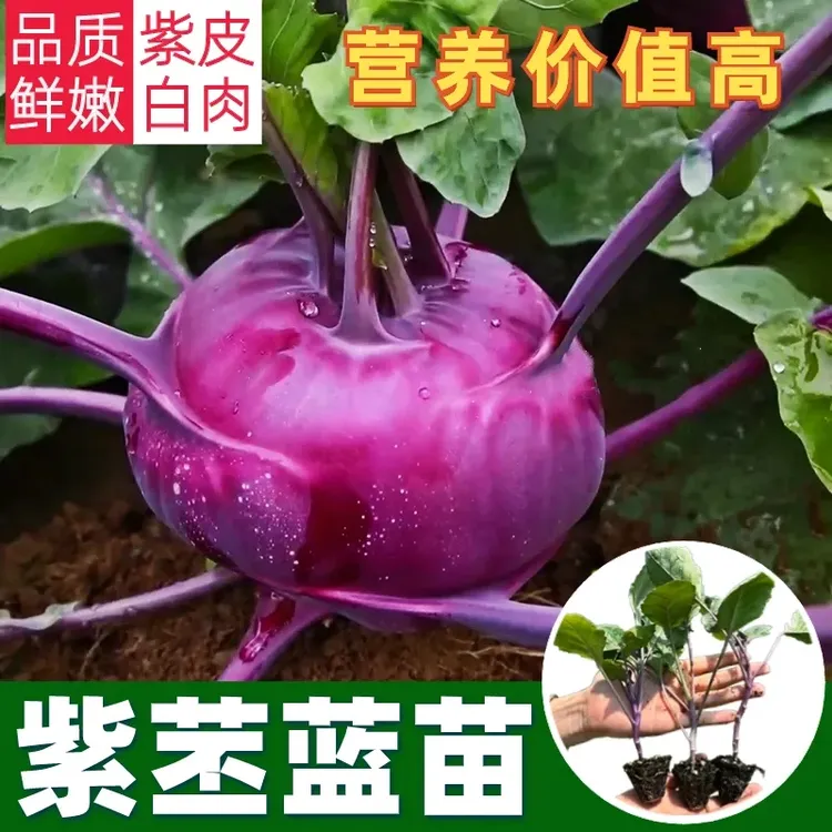高产苤蓝苗紫苤蓝青苤了萝卜疙瘩芥菜西蓝花菜大白菜包心菜甘蓝苗