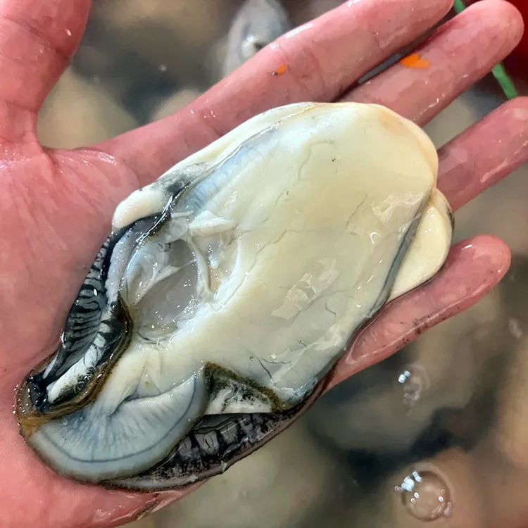 顺丰包邮 1斤高品质大个生蚝肉乳山去壳生蚝鲜活现剥冰鲜生蚝肉