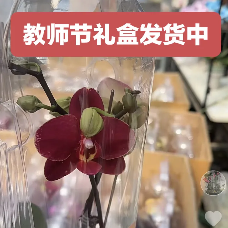 蝴蝶兰盆栽带花苞多季开花室内办公室好养花卉绿植礼盒颜色随机