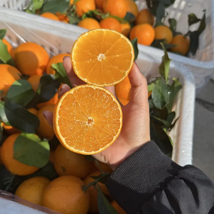 【官方授权】象山红美人28号果冻橙新鲜现摘香甜多汁应季水果五斤装