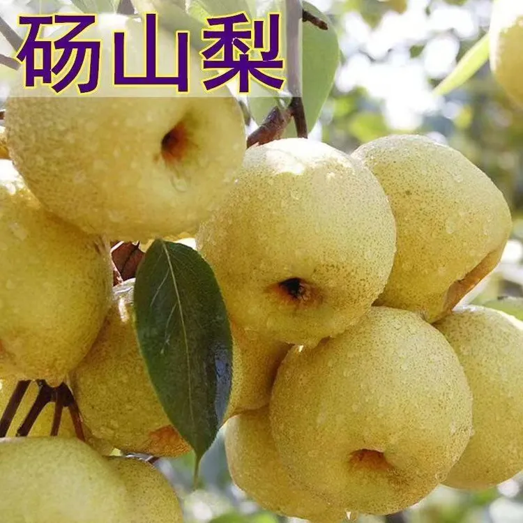 嫁接新品种砀山梨树苗南北方庭院种植地栽盆栽耐寒梨树苗当年结果