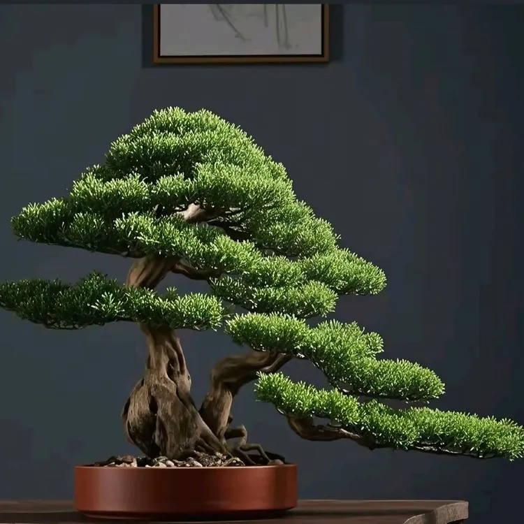 花卉四季常青耐寒松树植物罗汉松老桩迎客松老桩罗汉松迎客松盆景