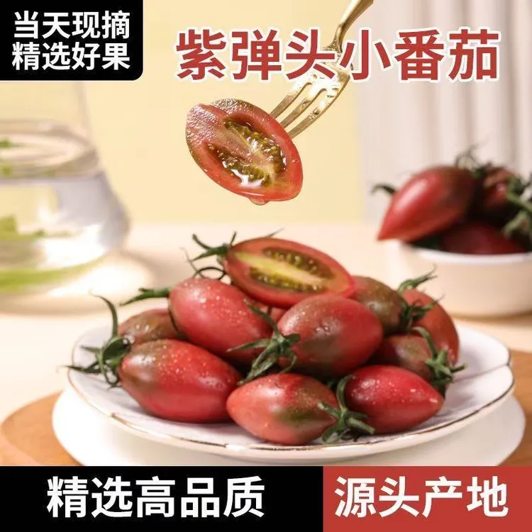 露天种植紫弹头水果子弹头当季沙瓤西红柿小番茄铁皮西红柿圣女果