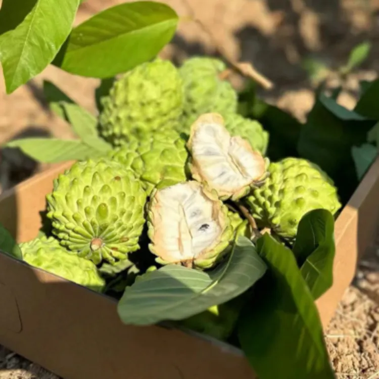 东山岛自种佛头果新鲜凤梨释迦果香甜多汁番荔枝热带水果包邮