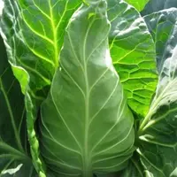 寿光甘蓝苗紫甘蓝绿甘蓝苗四季耐寒卷心菜蔬菜种苗牛心包菜苗