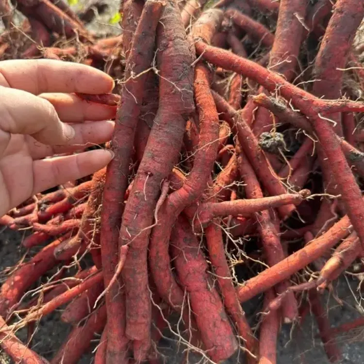 贵州鲜丹参，中粗