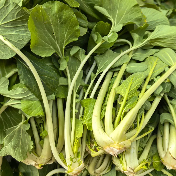 高杆白菜心5斤装/白菜苔3斤装/顺丰包邮/热的地方不发货