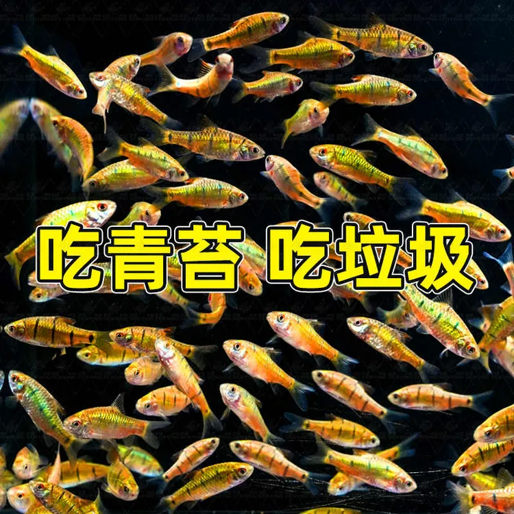 原生条纹小鲃观赏鱼｜冷水群游｜啃藻除油膜｜溪流缸造景冷水鱼‌斗鱼