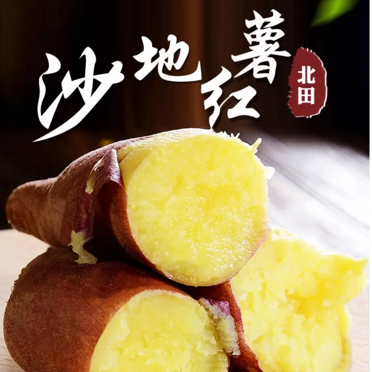 【铁娘粉丝专享】陕西临潼北田板栗红薯粉糯甘甜沙滩现挖新鲜现挖