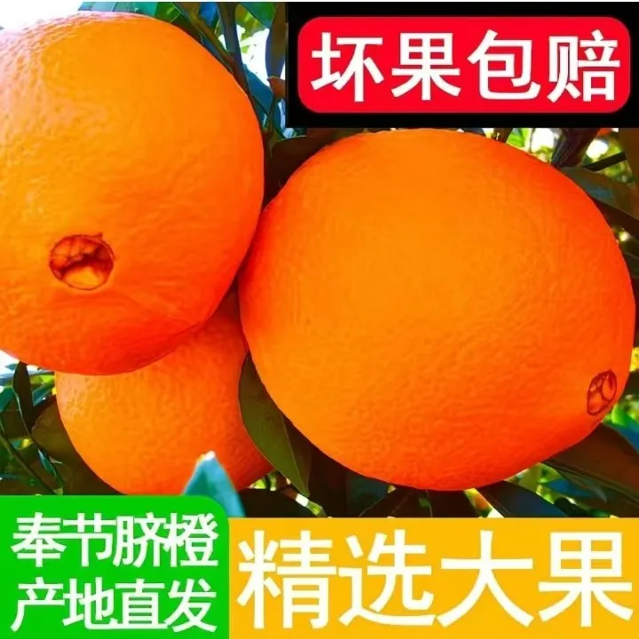 fjqch/奉节脐橙福本脐橙新鲜现摘应季水果产地直发多汁水果10KG