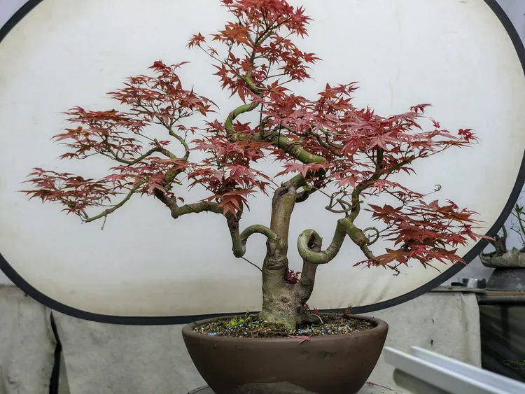 [棵长园艺直播间]红枫盆景弯弯地景日本红枫红舞姬杯苗