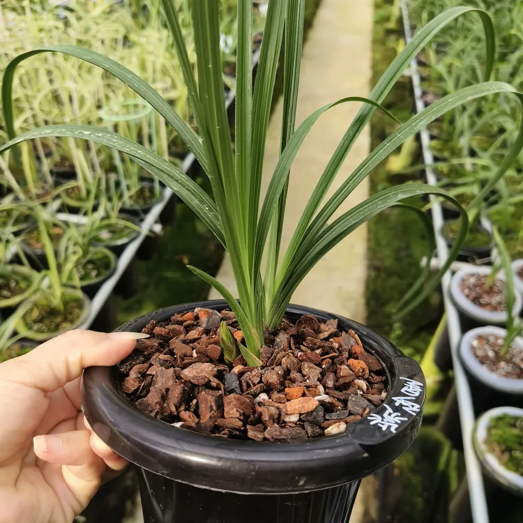 蕙兰紫砂星浓香型三星蝶花兰花苗绿植